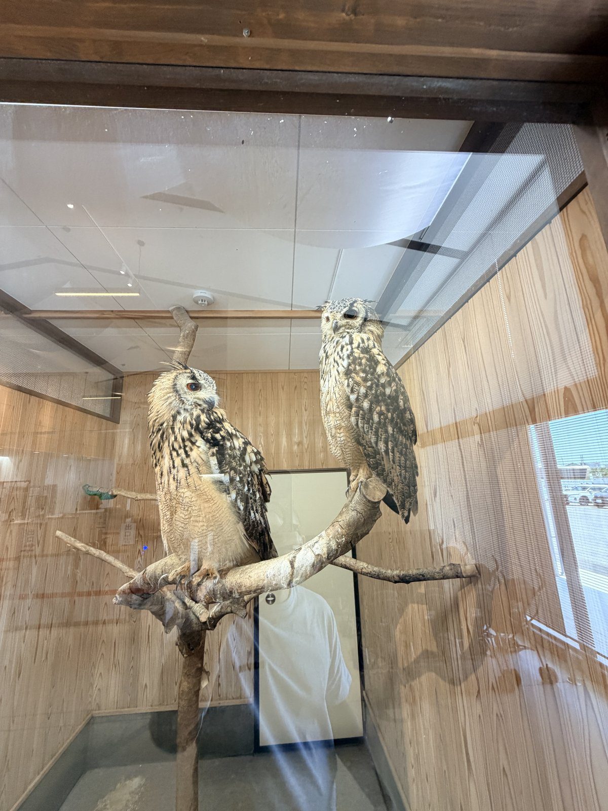 貓頭鷹之家展示櫥窗內的雕鴞貓頭鷹