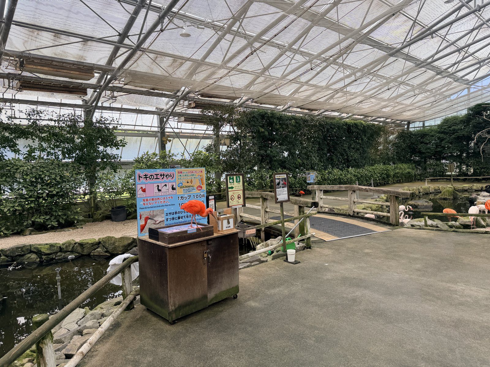 呆萌企鵝萌態特寫與溫室花海背景