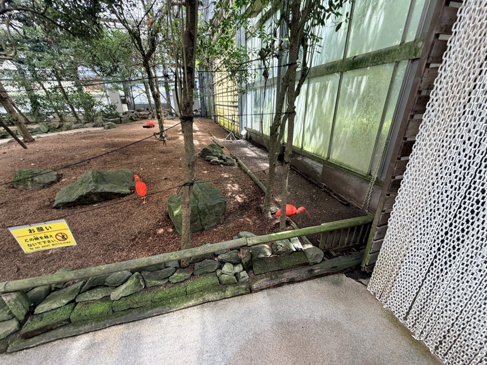 超人氣企鵝散步表演（Penguin Walk）企鵝隊伍穿梭溫室步道