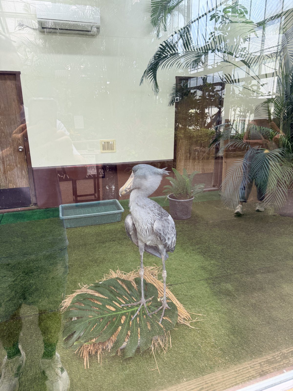 園區鎮園之寶不動之鳥鯨頭鸛（Shoebill）站立側影實拍
