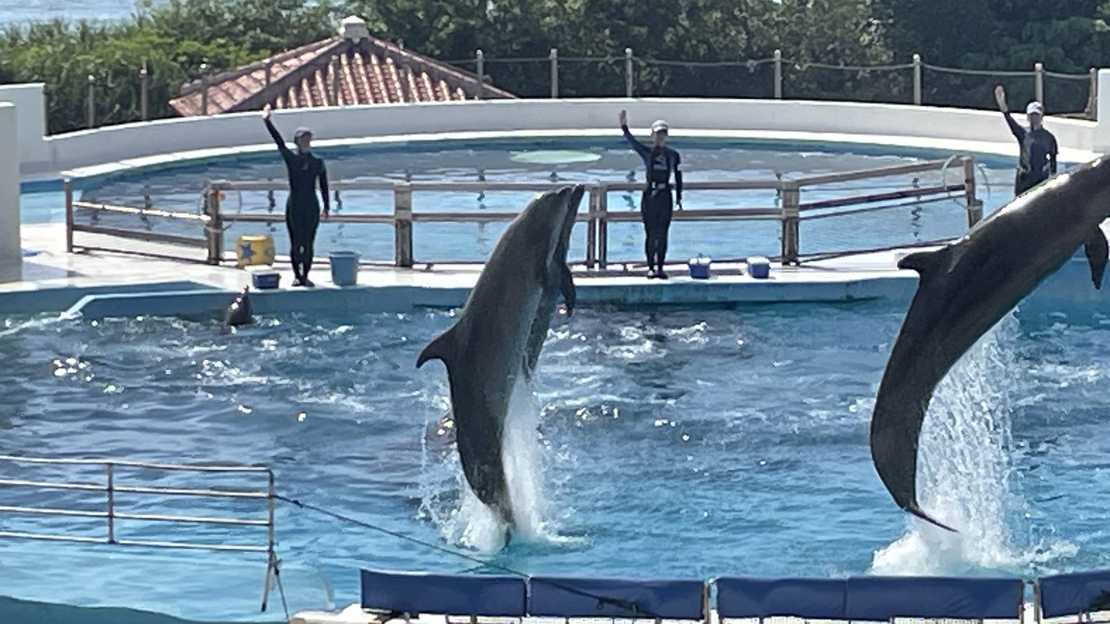 海豚劇場兩隻海豚同步躍出水面