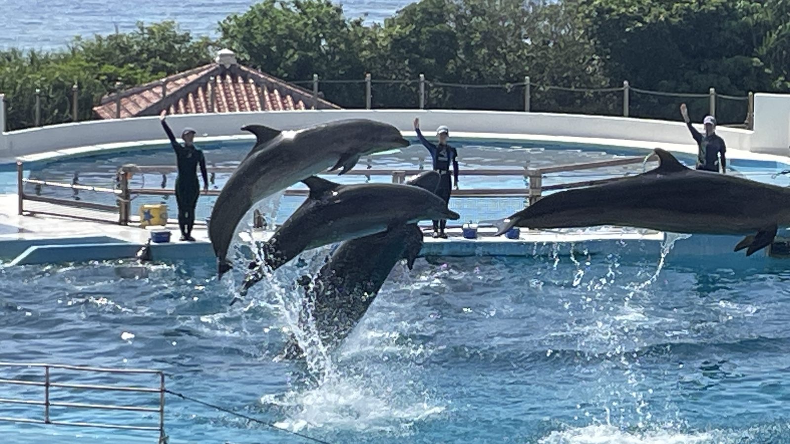 海豚劇場多隻海豚同步跳躍