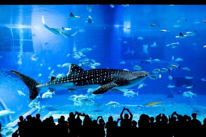 2026 沖繩美麗海水族館攻略｜門票、鯨鯊餵食、海豚表演與交通