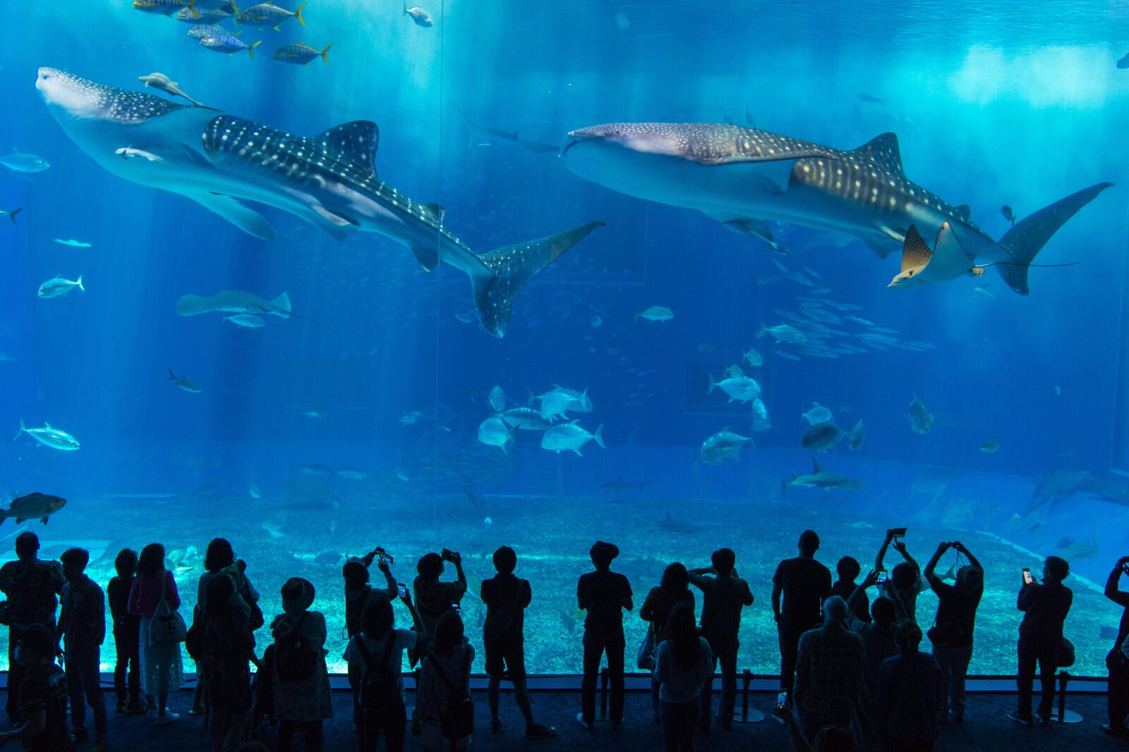 沖繩美麗海水族館大型水槽中的兩尾鯨鯊