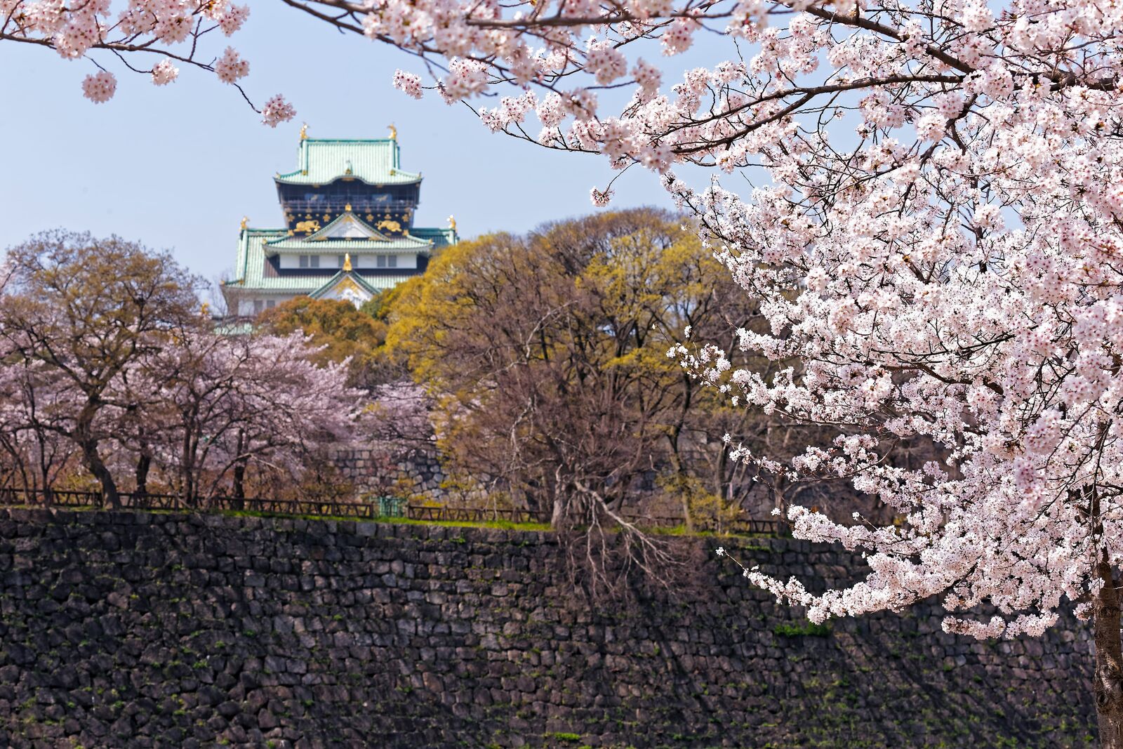 櫻花樹旁遠望大阪城天守閣