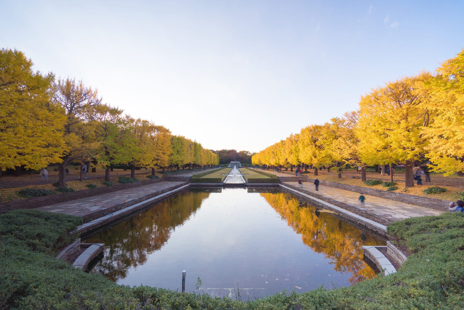國營昭和紀念公園運河兩側金黃銀杏