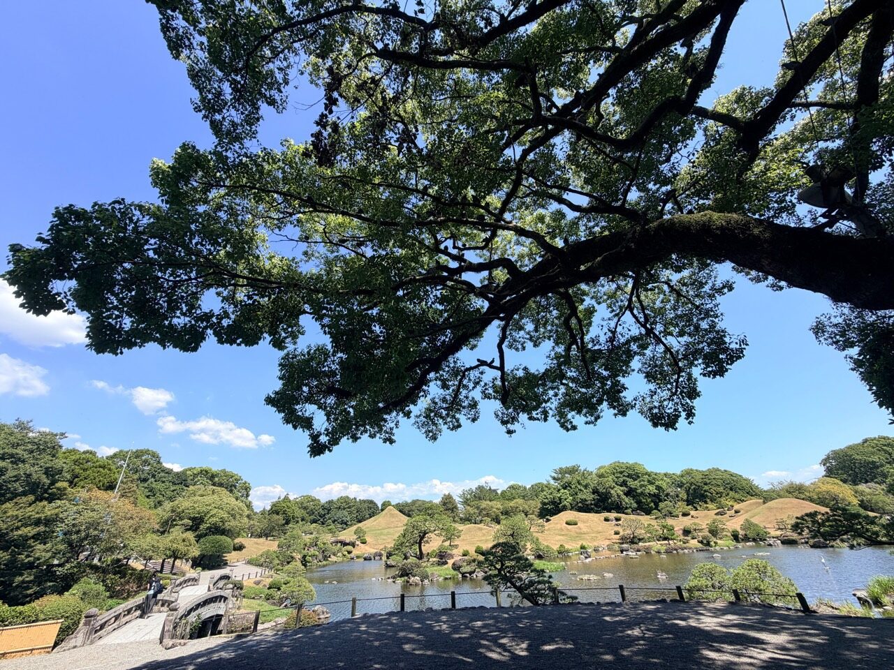 從大樹樹蔭下眺望水前寺成趣園湧水池與草坪築山