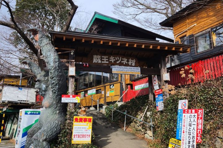 藏王狐狸村攻略｜門票、營業時間、交通與現場規則實拍