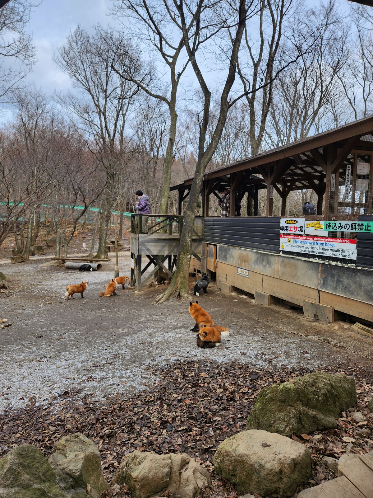 藏王狐狸村架高的專用餌場建物與下方等待餵食的狐狸群