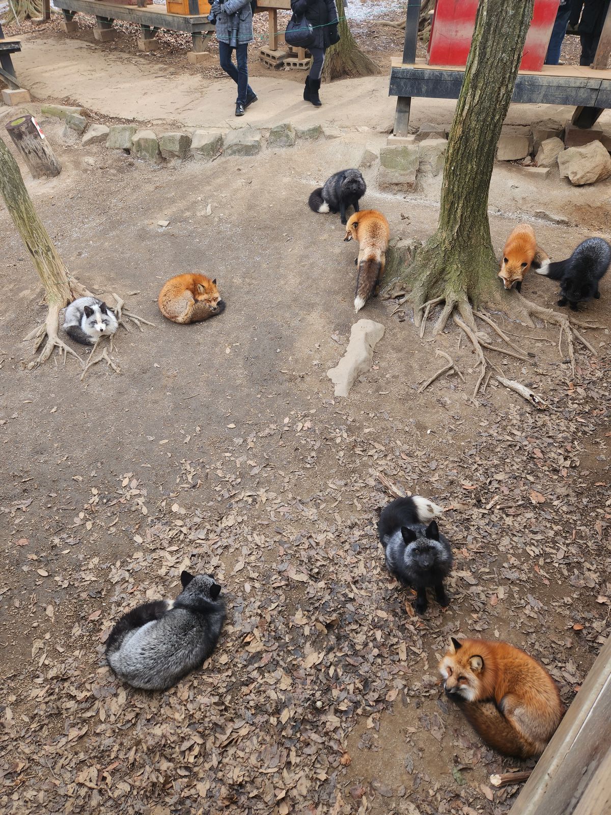 藏王狐狸村同一區內紅褐色、深灰與灰白毛色的狐狸各自趴臥