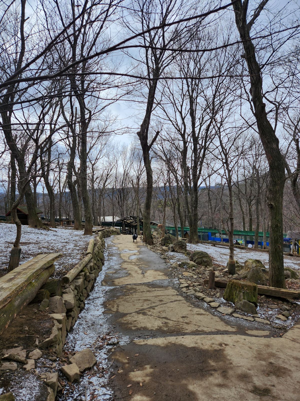 藏王狐狸村冬季步道上結冰與殘雪的路面
