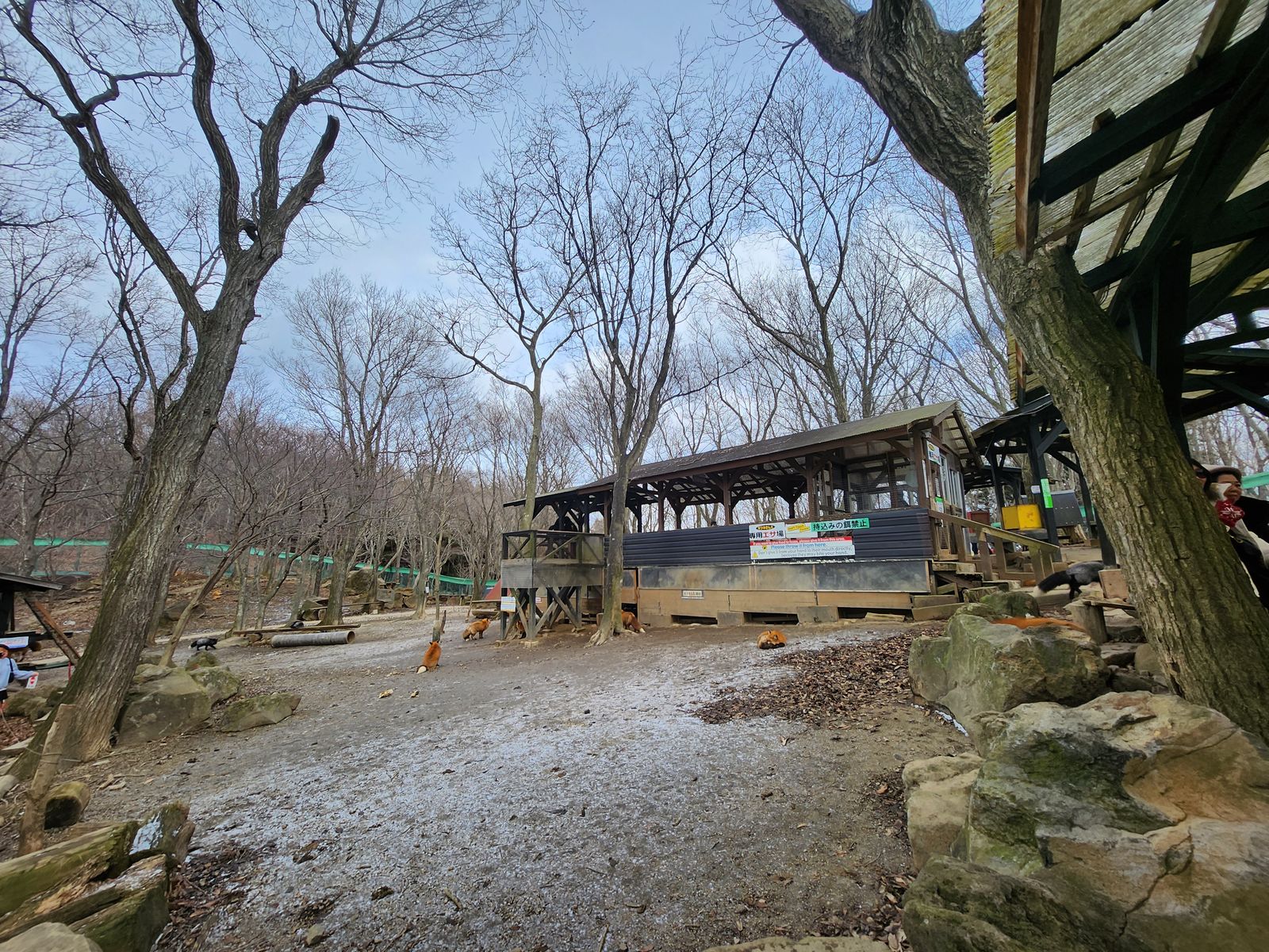 藏王狐狸村放養區的落葉林坡地、水泥步道與木造棚架