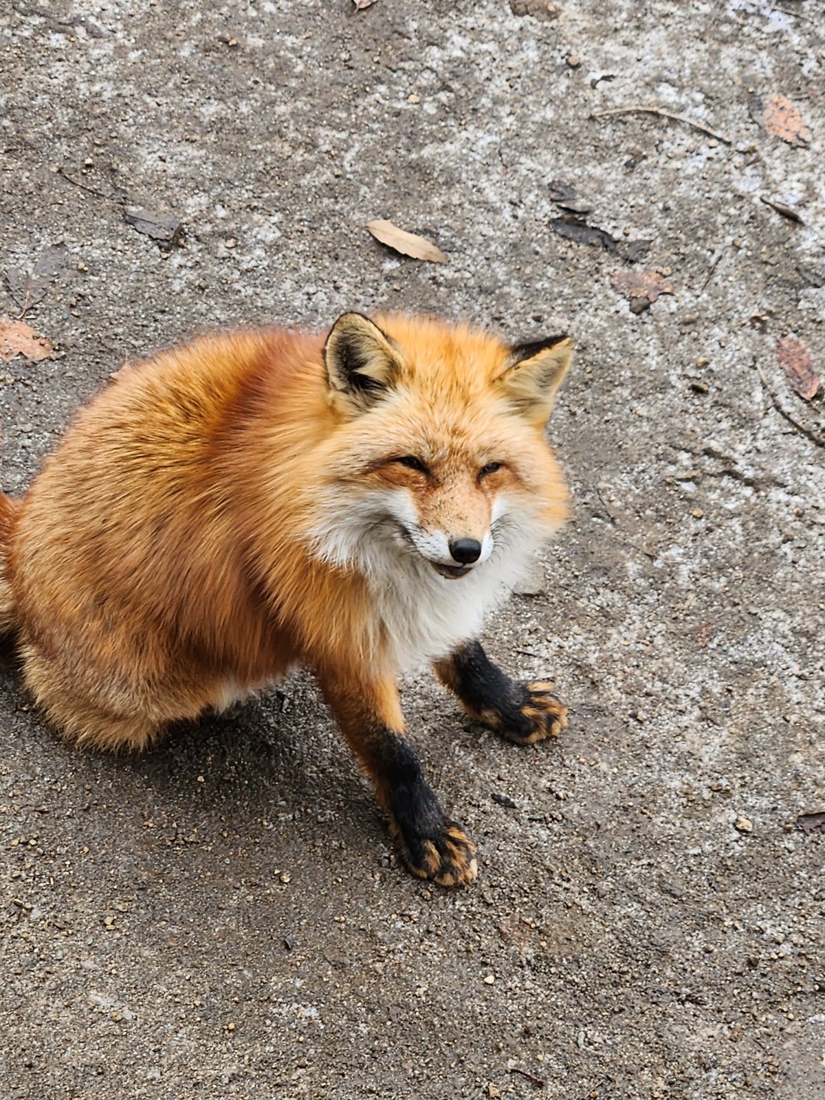 藏王狐狸村一隻紅褐色狐狸坐在地上正面看向鏡頭