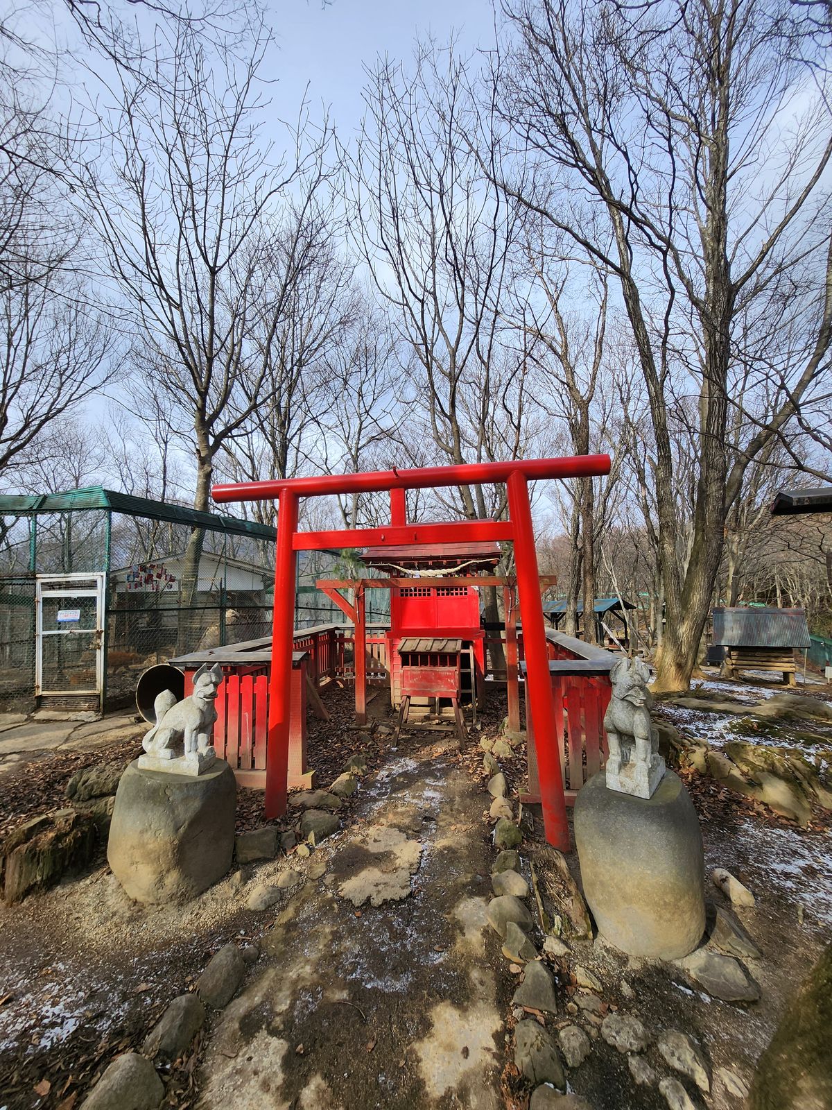 藏王狐狸村御金神社的紅色本殿與兩側石造狐狸像