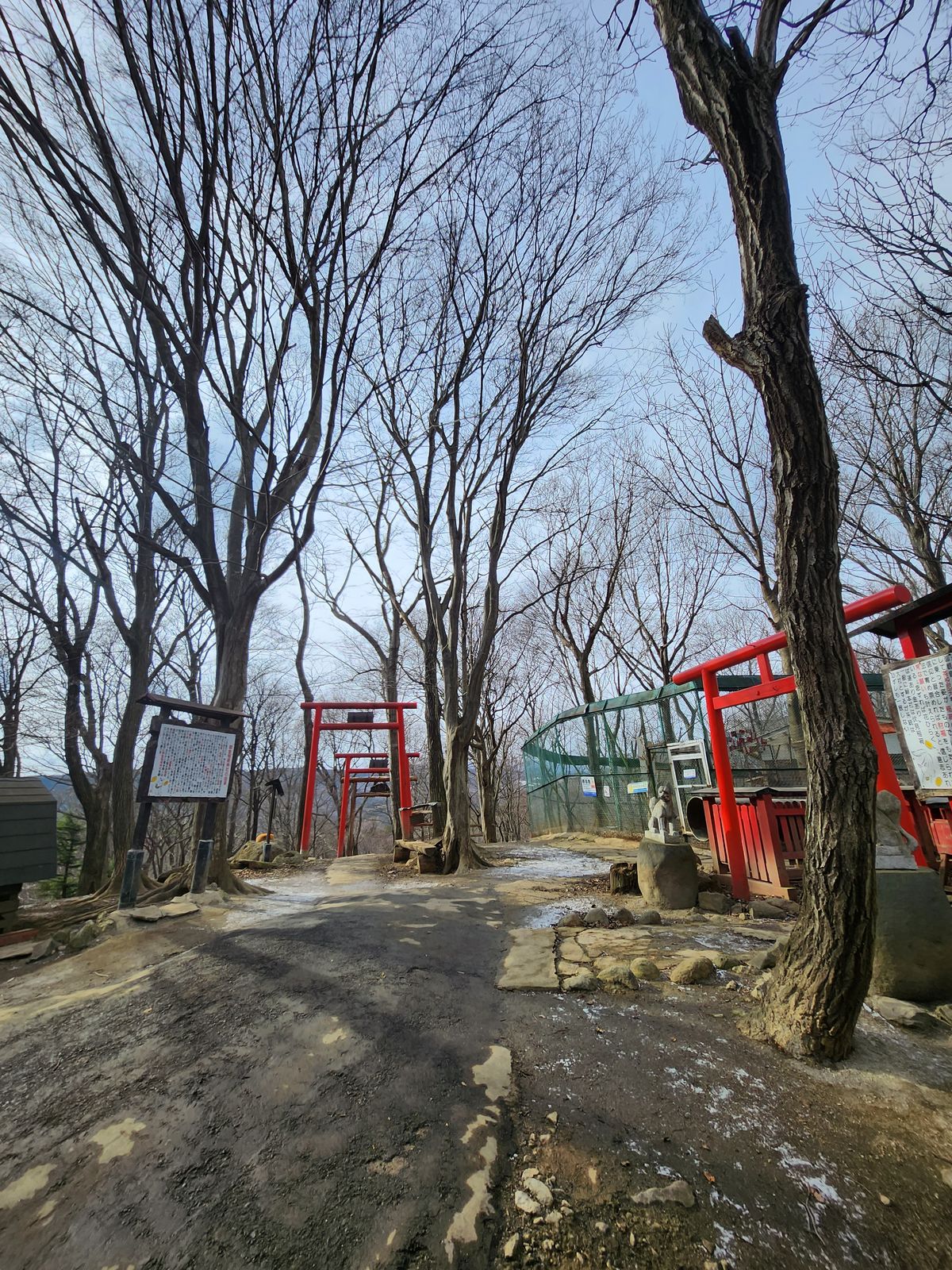 從步道遠望藏王狐狸村的紅色鳥居與冬季枯林