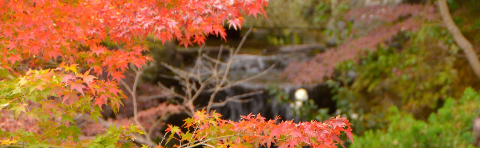 熱海溫泉 大觀莊 秋季庭園滿園錦繡楓紅散策道