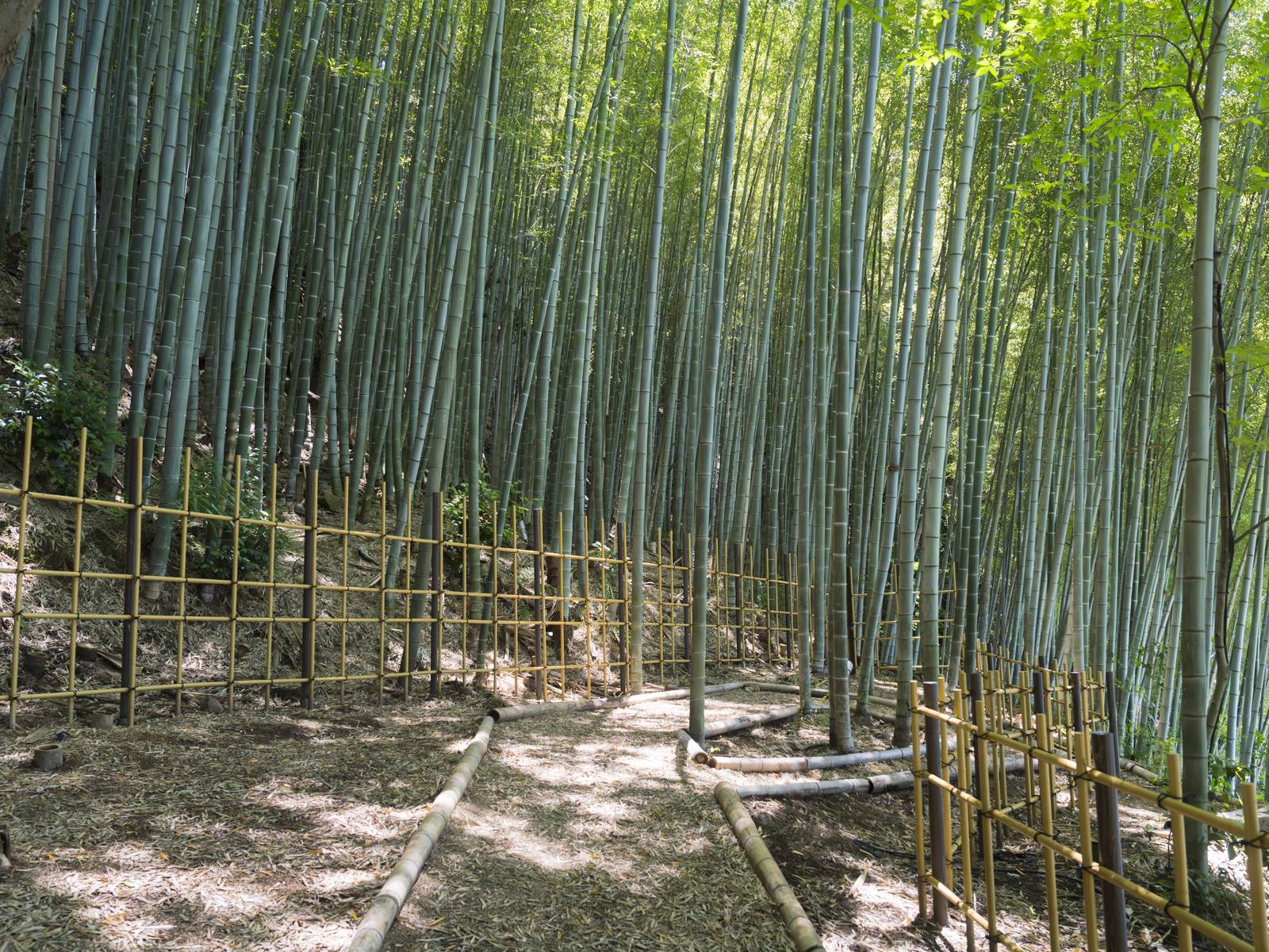 京都東山悅榕庄|竹林庭園的小徑與竹籬