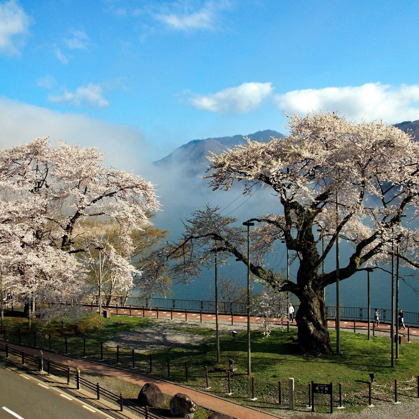 萬楓酒店 岐阜高山白川鄉 莊川櫻公園的古櫻