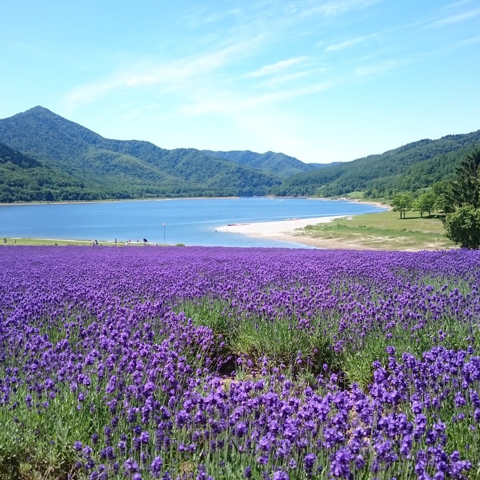萬楓酒店 北海道南富良野 金山湖畔的薰衣草園
