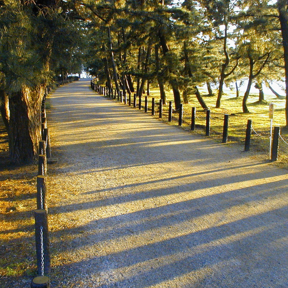 萬楓酒店 京都天橋立 天橋立的松林步道