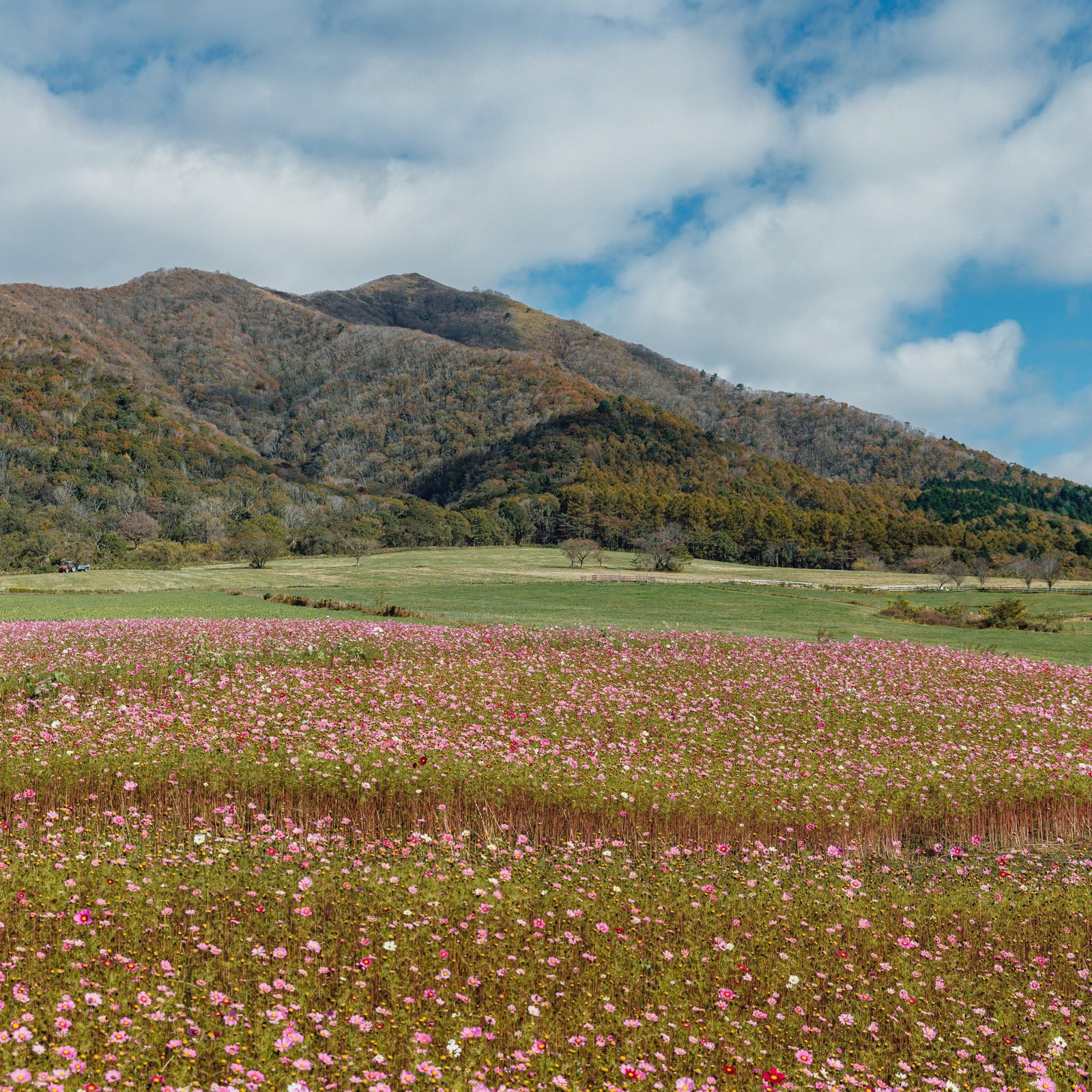 萬楓酒店 岡山蒜山高原 蒜山澤西樂園一帶的花田與山景