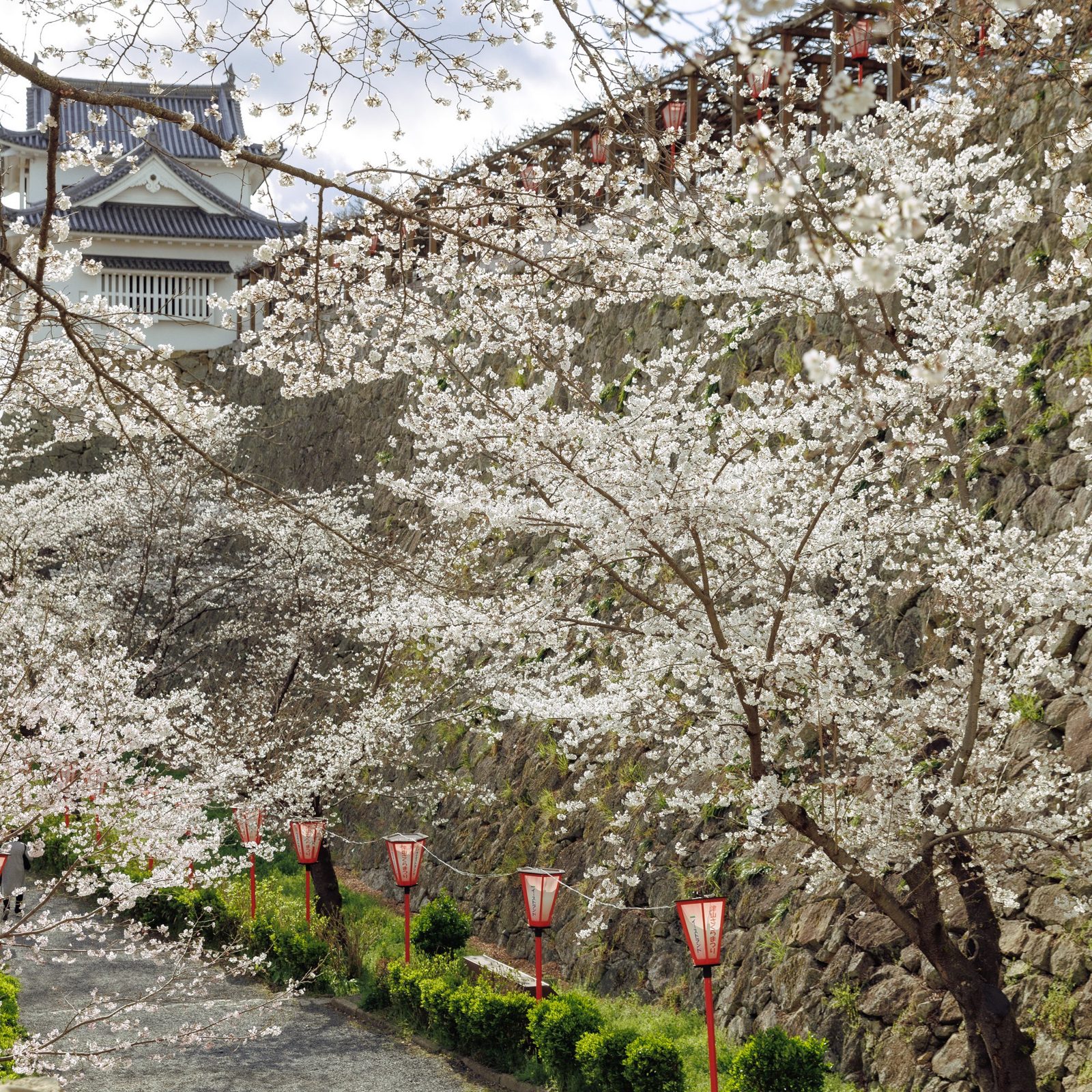 萬楓酒店 岡山津山 津山城跡的櫻花與石垣