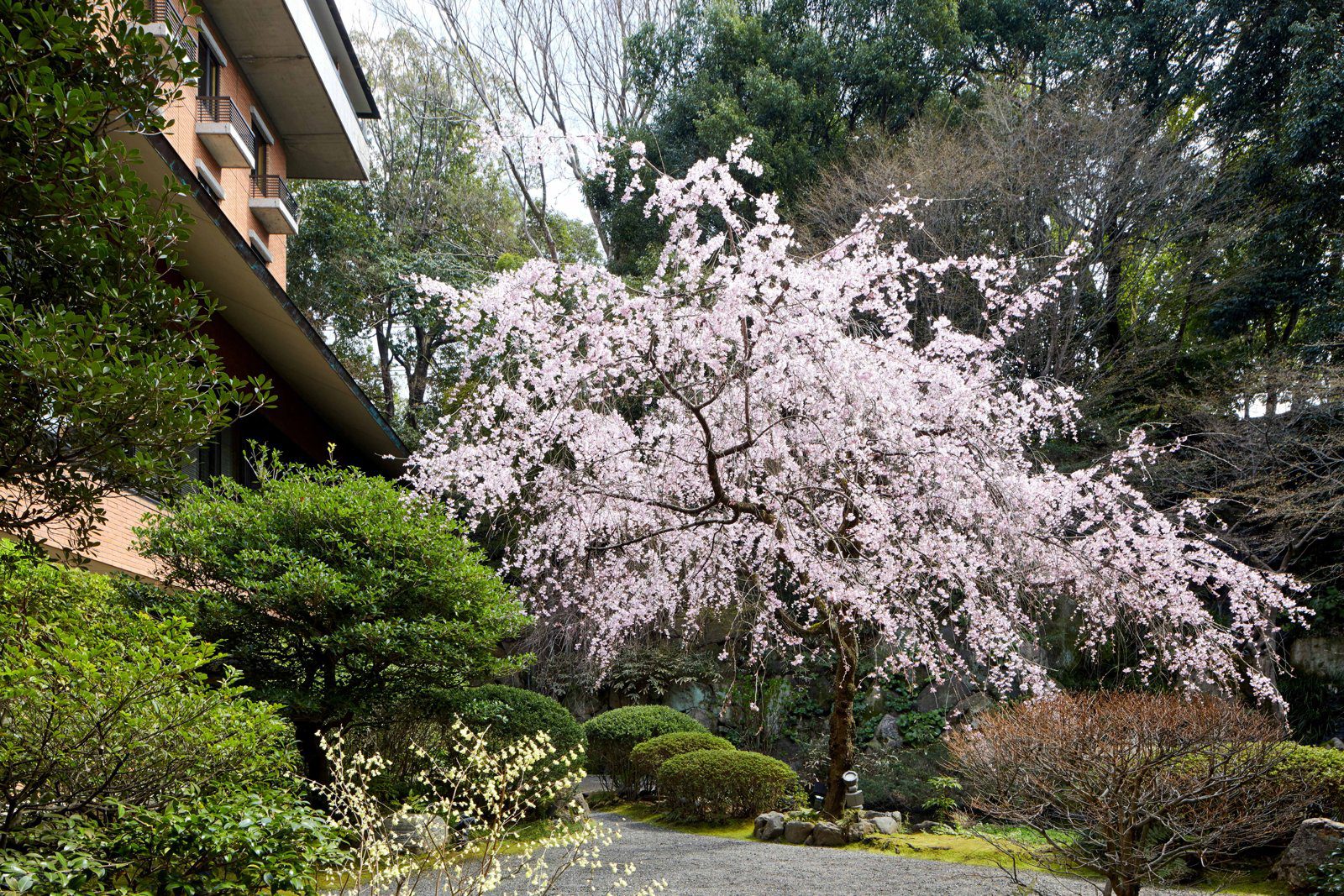 京都凱悅麗晶酒店 日本庭園裡盛開的垂枝櫻