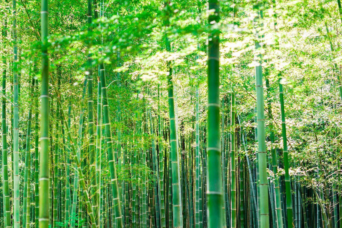 京都嵐山竹林小徑 陽光穿透高聳入雲茂密青竹林幽靜步道實拍