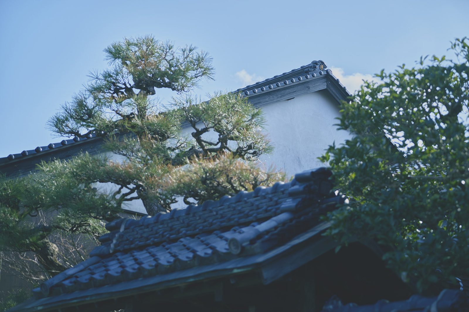 風之 倉吉 白牆與松