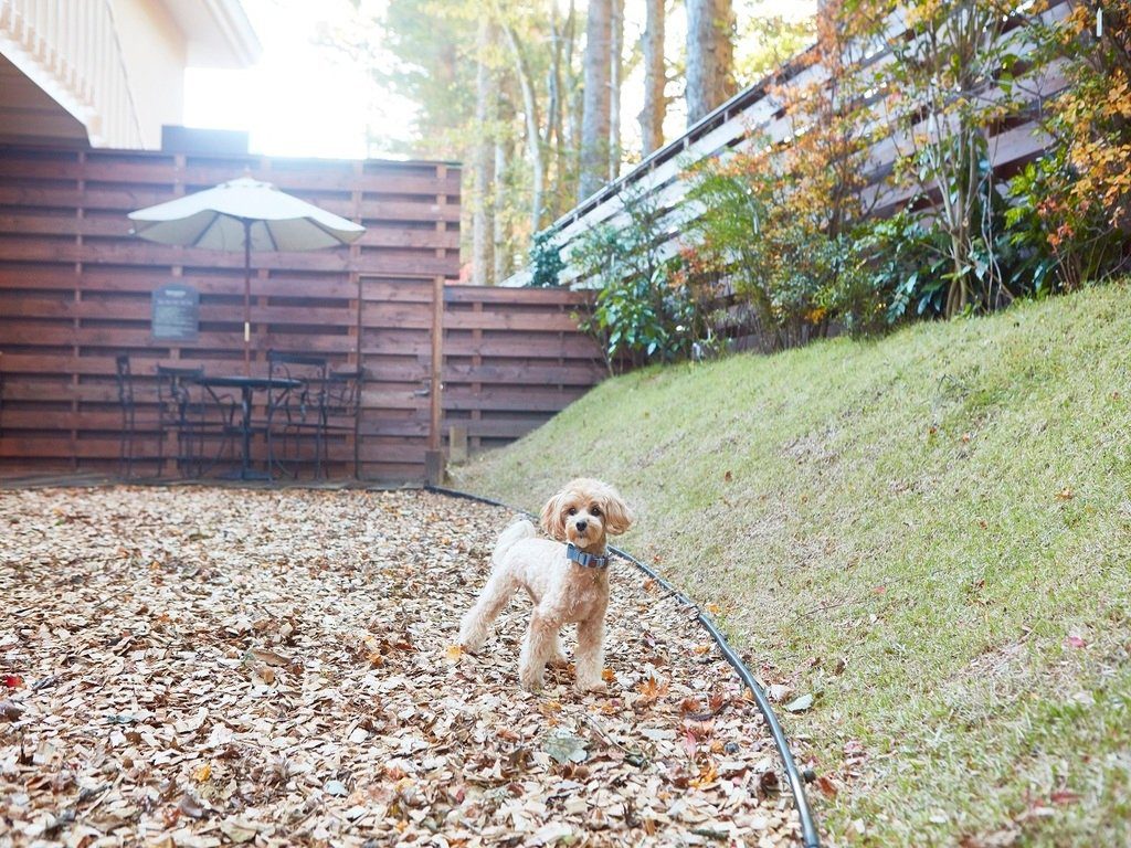 Le Chien 舊輕井澤 鋪滿木屑的戶外狗狗運動場與小型犬