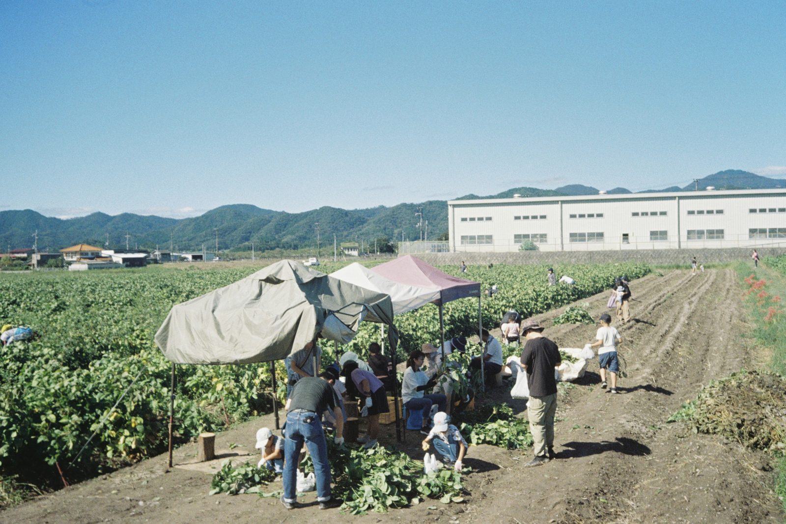 篠山城下町飯店 NIPPONIA 田裡的採收體驗