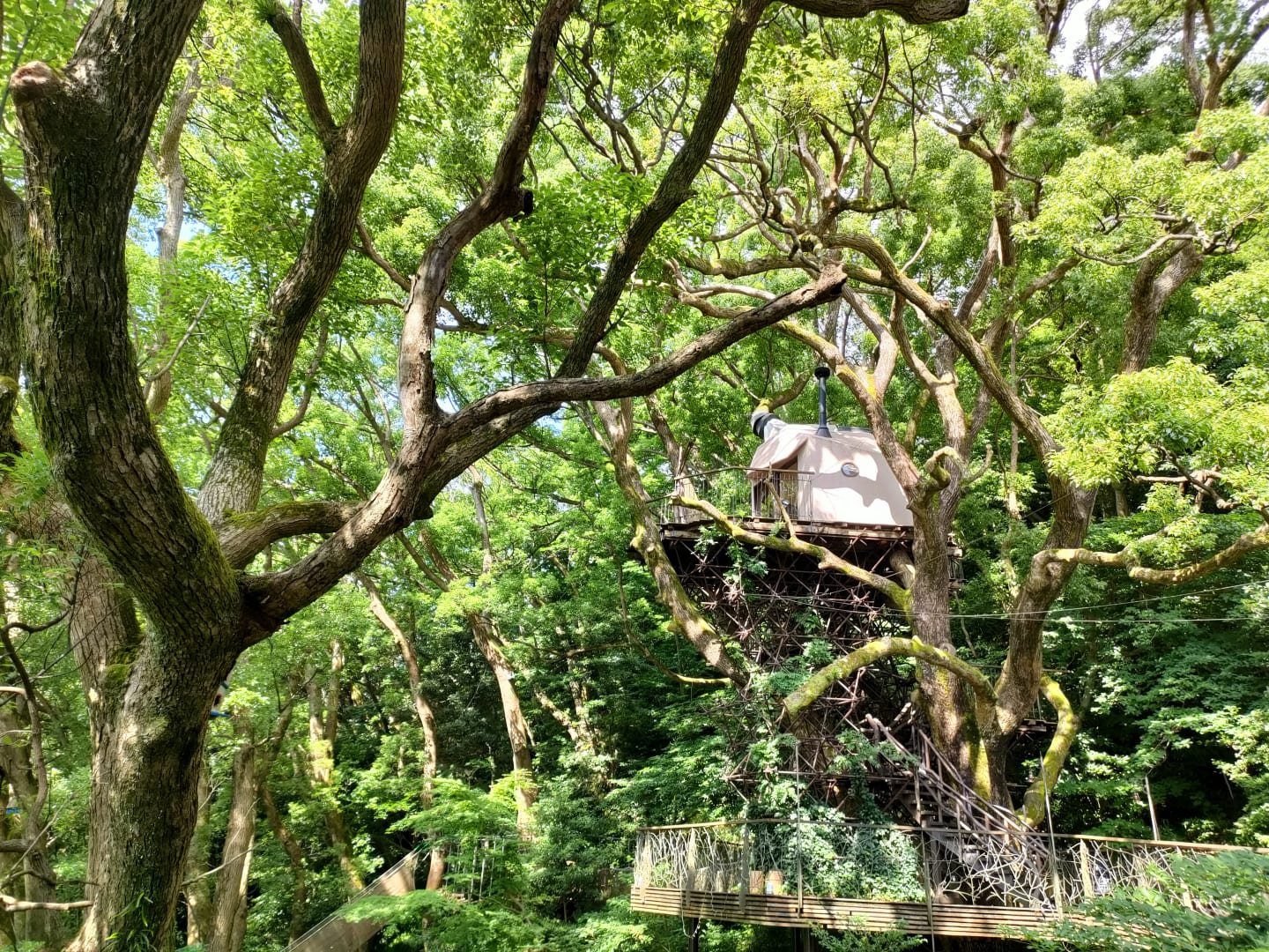 星野集團 RISONARE 熱海 大樟樹枝幹間的樹屋與木梯