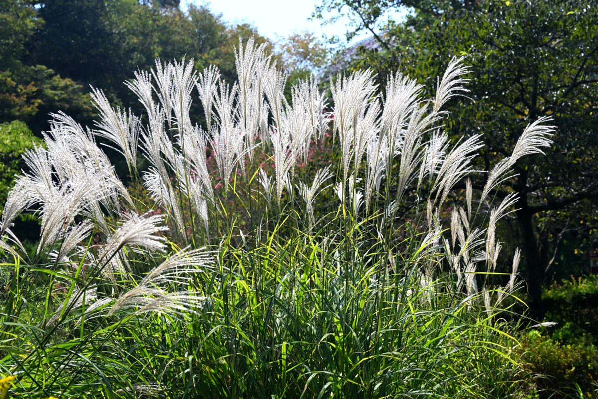 高知縣立牧野植物園 獲獎木構溫室展示館與亞熱帶植物景觀實拍