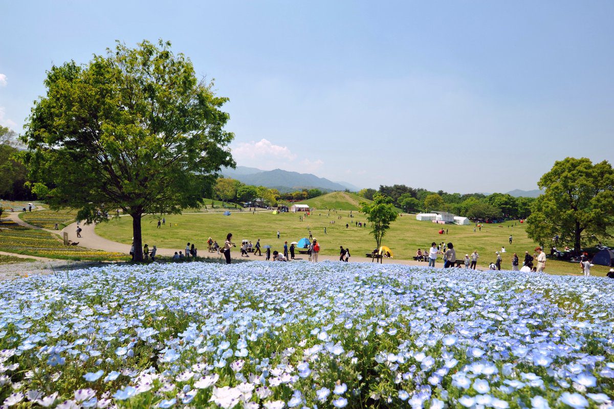 香川國營讚岐滿濃公園 350公頃遼闊綠地與四季盛開花海