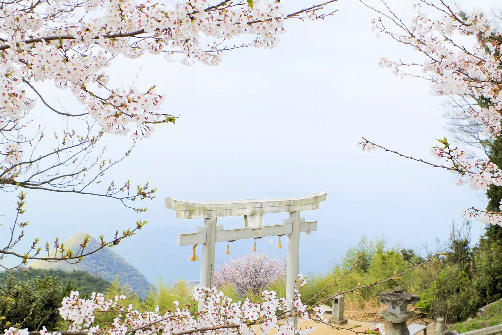 香川觀音寺高屋神社本宮天空鳥居 俯瞰瀨戶內海與市街絕景