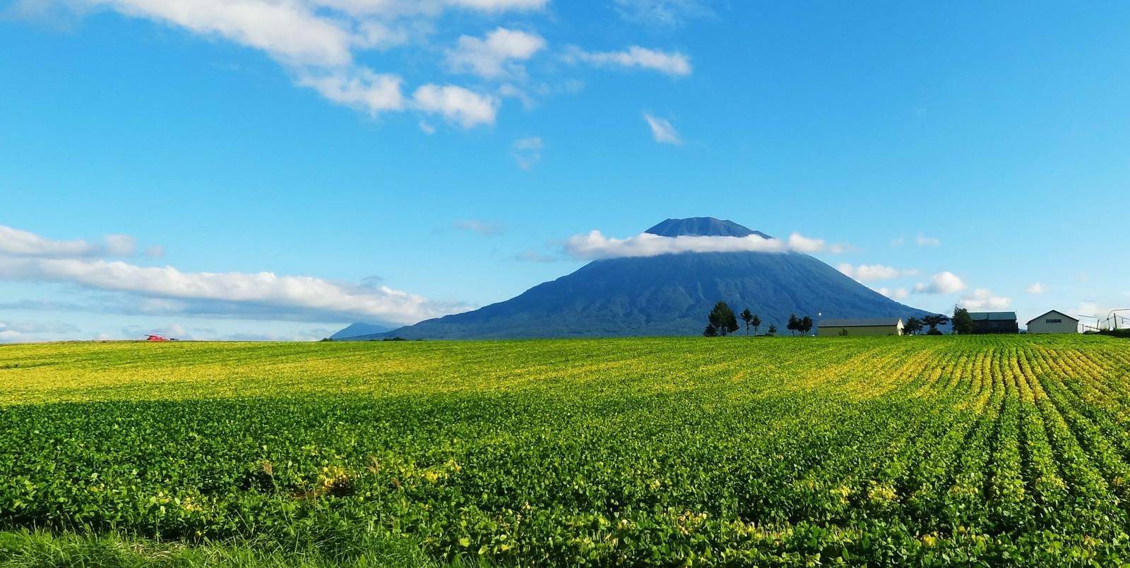 二世古 Skye Niseko 夏季綠色田野後方的羊蹄山