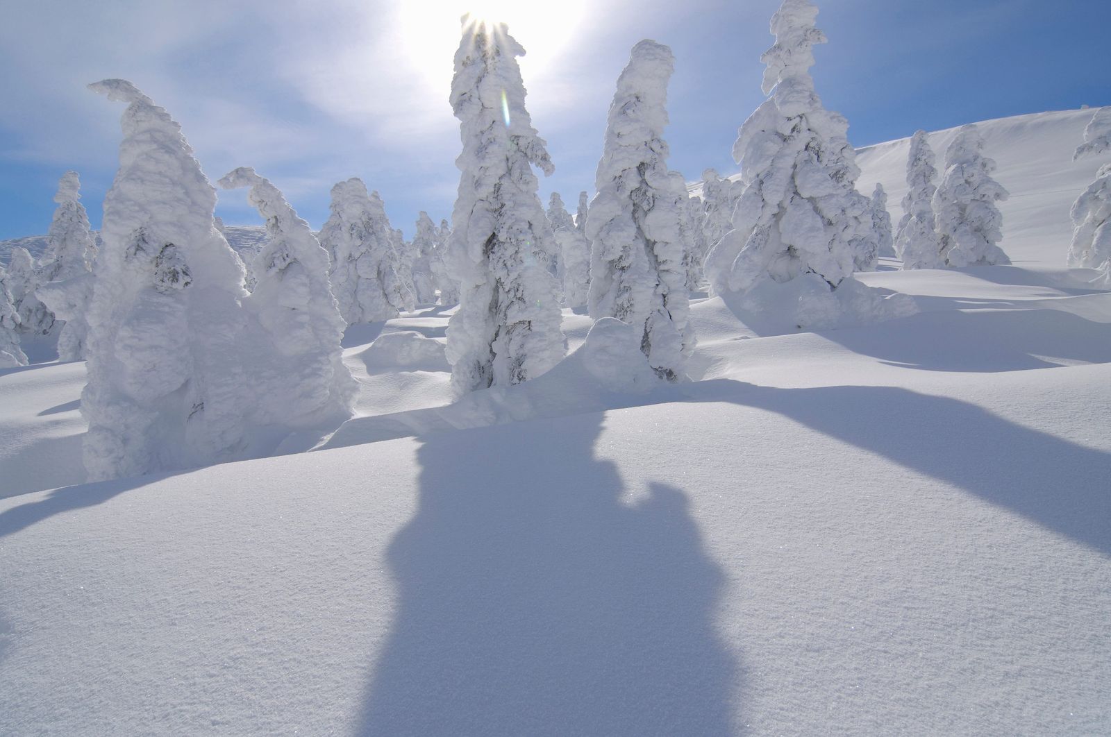 藏王樹冰近景,被冰雪包覆成白色雪怪的針葉樹