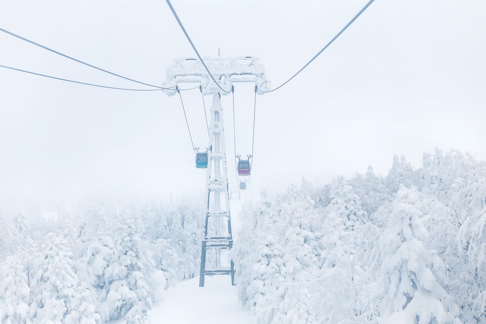 藏王纜車從積雪樹海中穿過，兩輛車廂懸在霧白山景裡