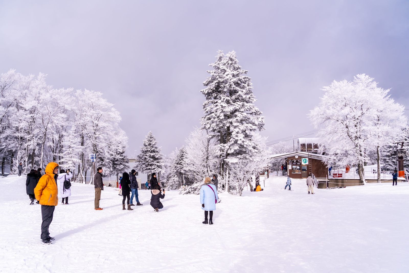 藏王雪原上遊客散步拍照，周圍樹木被雪與霧冰包覆成白色