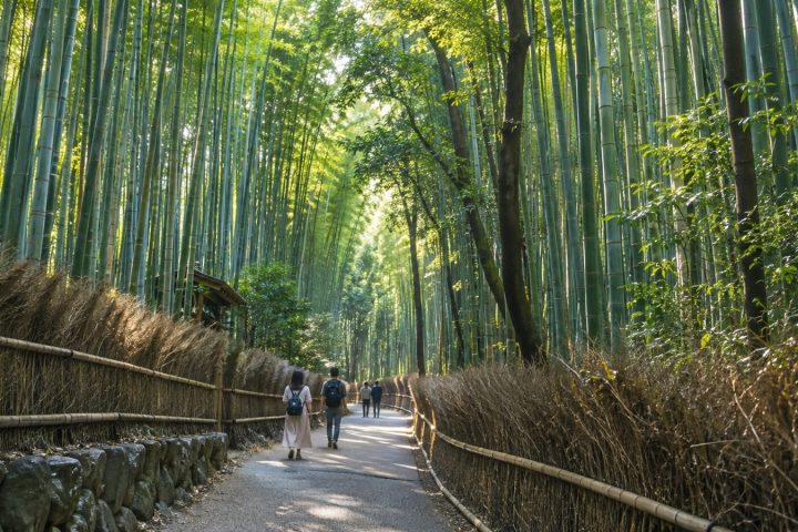 京都嵐山一日遊｜嵯峨野小火車・竹林・金閣寺