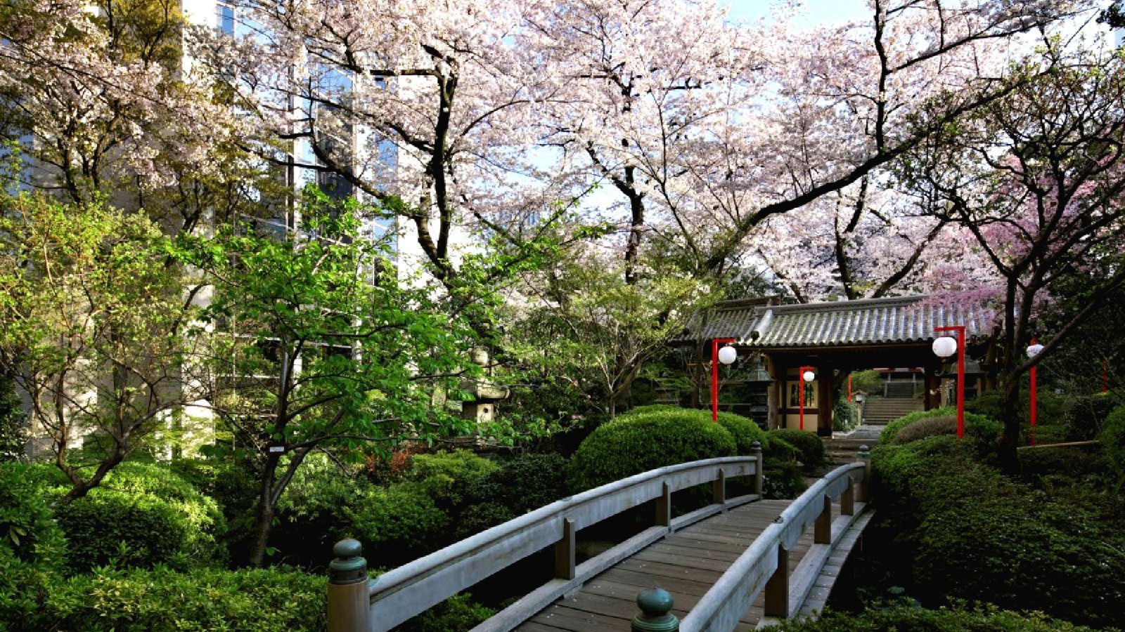 東京新高輪格蘭王子大飯店 櫻花季的日本庭園與木橋