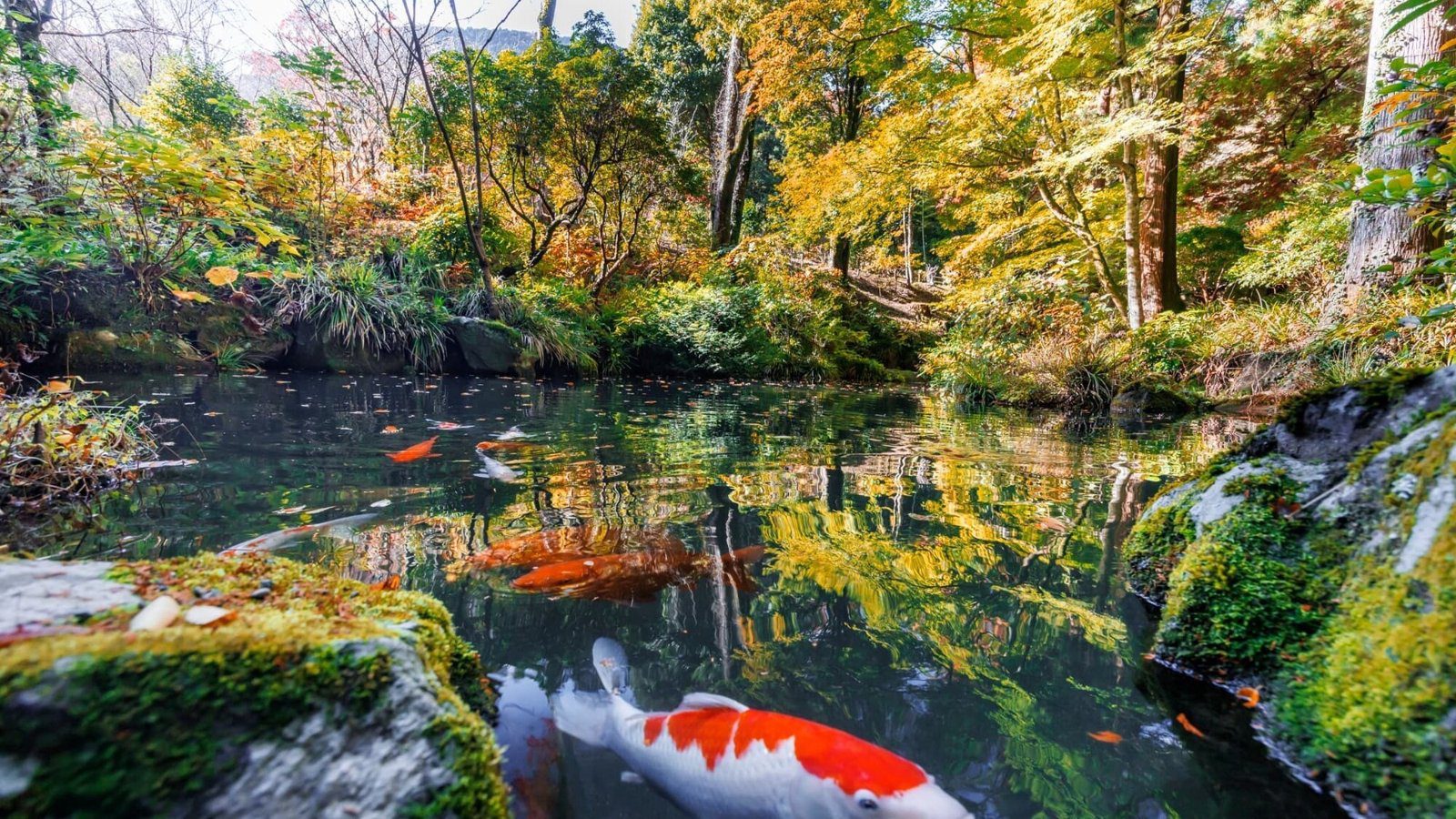 箱根小涌園飯店 日式庭園的池塘與紅葉