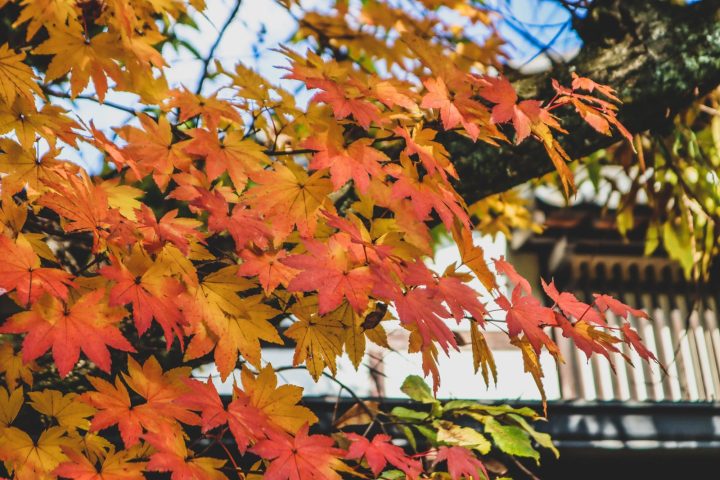 修善寺秋冬兩天一夜攻略｜紅葉、竹林散步、溫泉住宿與東京交通