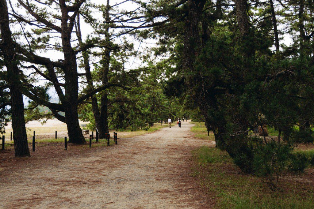 天橋立公園阿蘇海與宮津灣松林步道
