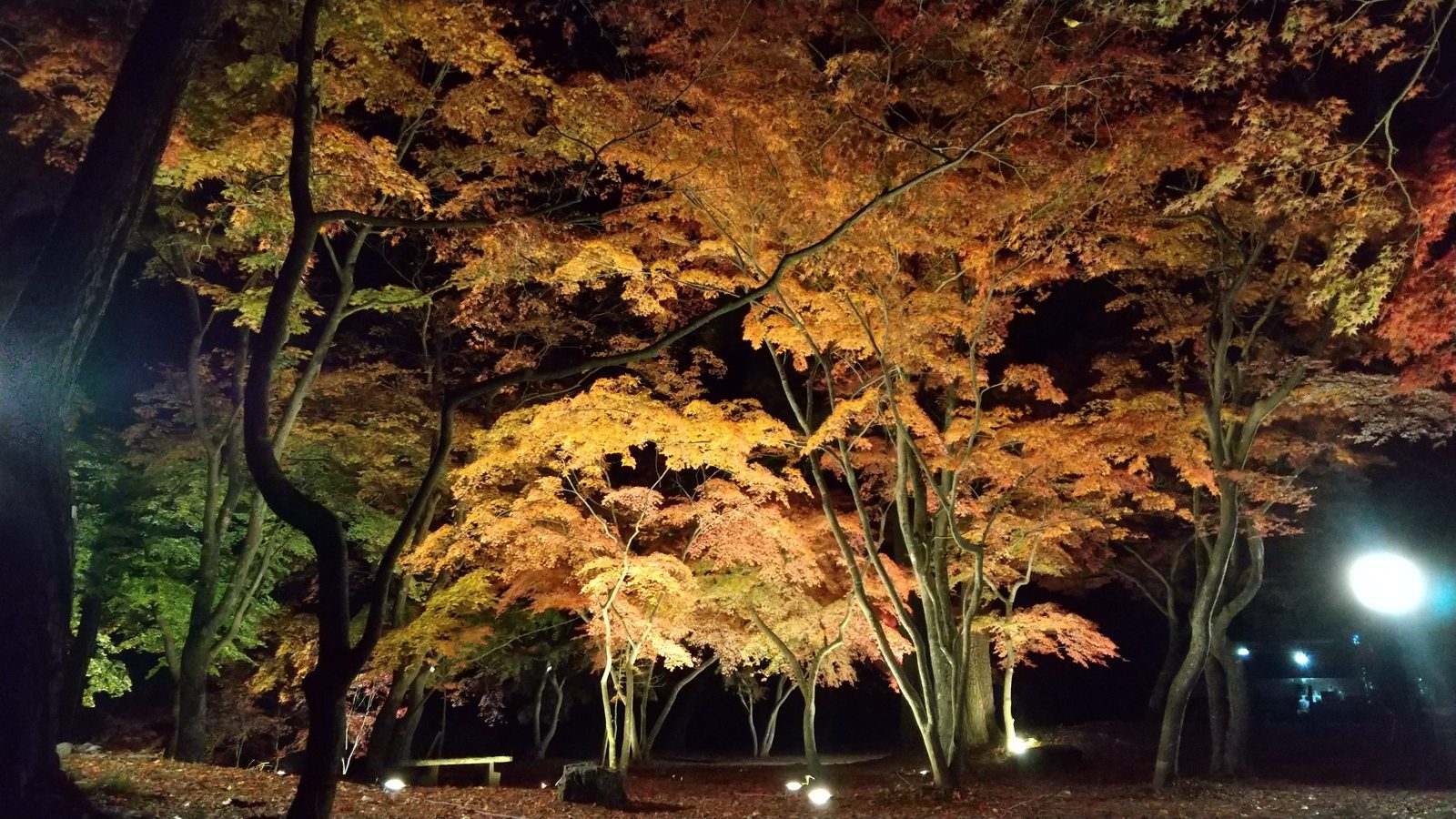 月之石紅葉公園夜間點燈照亮楓樹