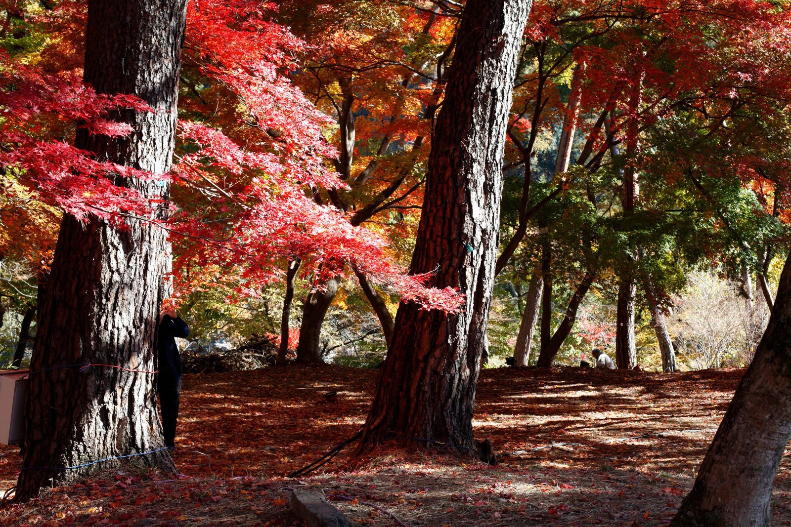 月之石紅葉公園的紅葉與林間地面