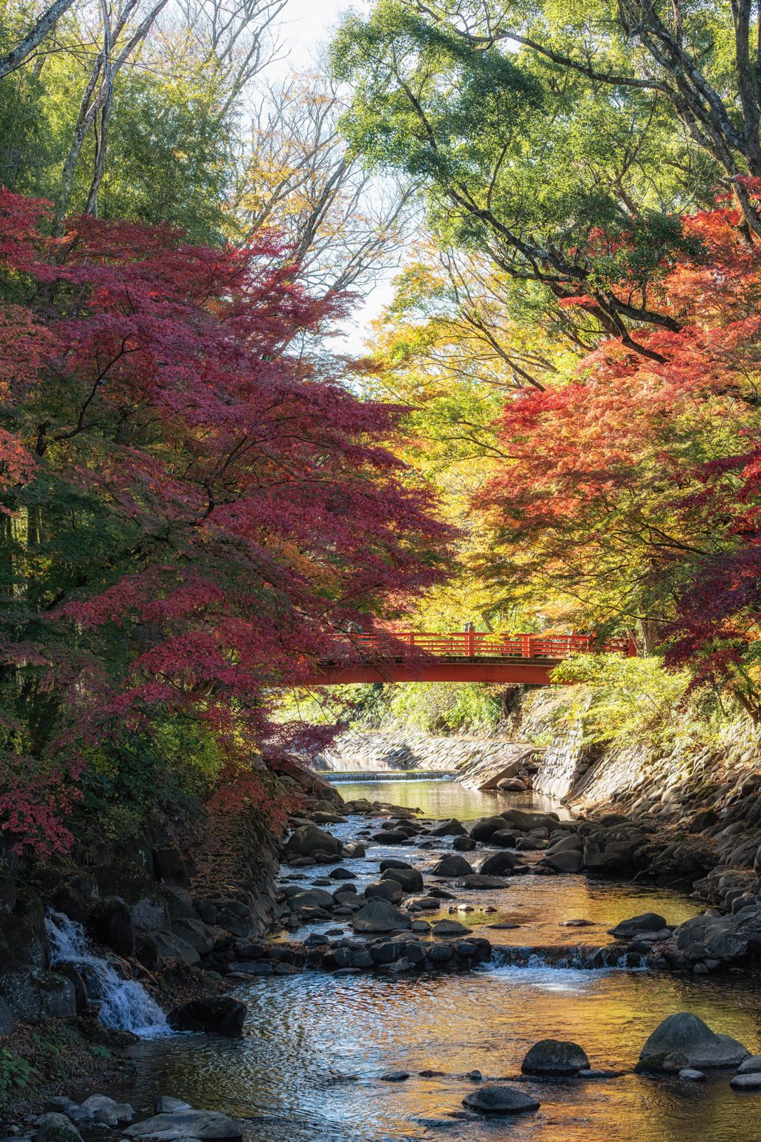 修善寺桂川上的紅橋與兩岸紅黃秋葉直幅景觀