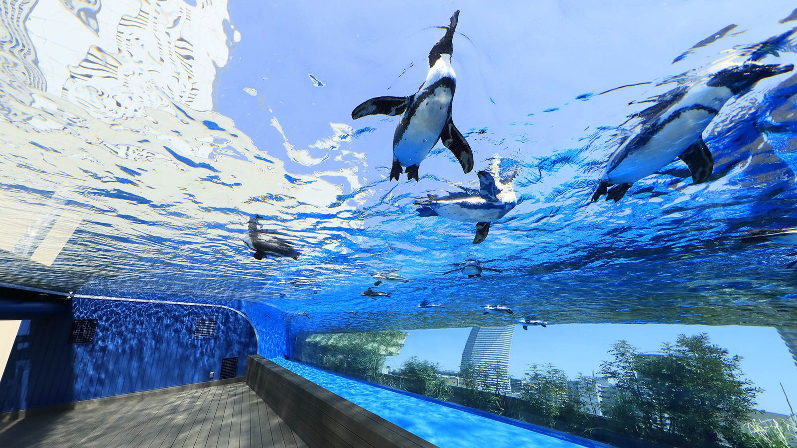 太陽城王子大飯店 太陽城水族館的天空企鵝水槽