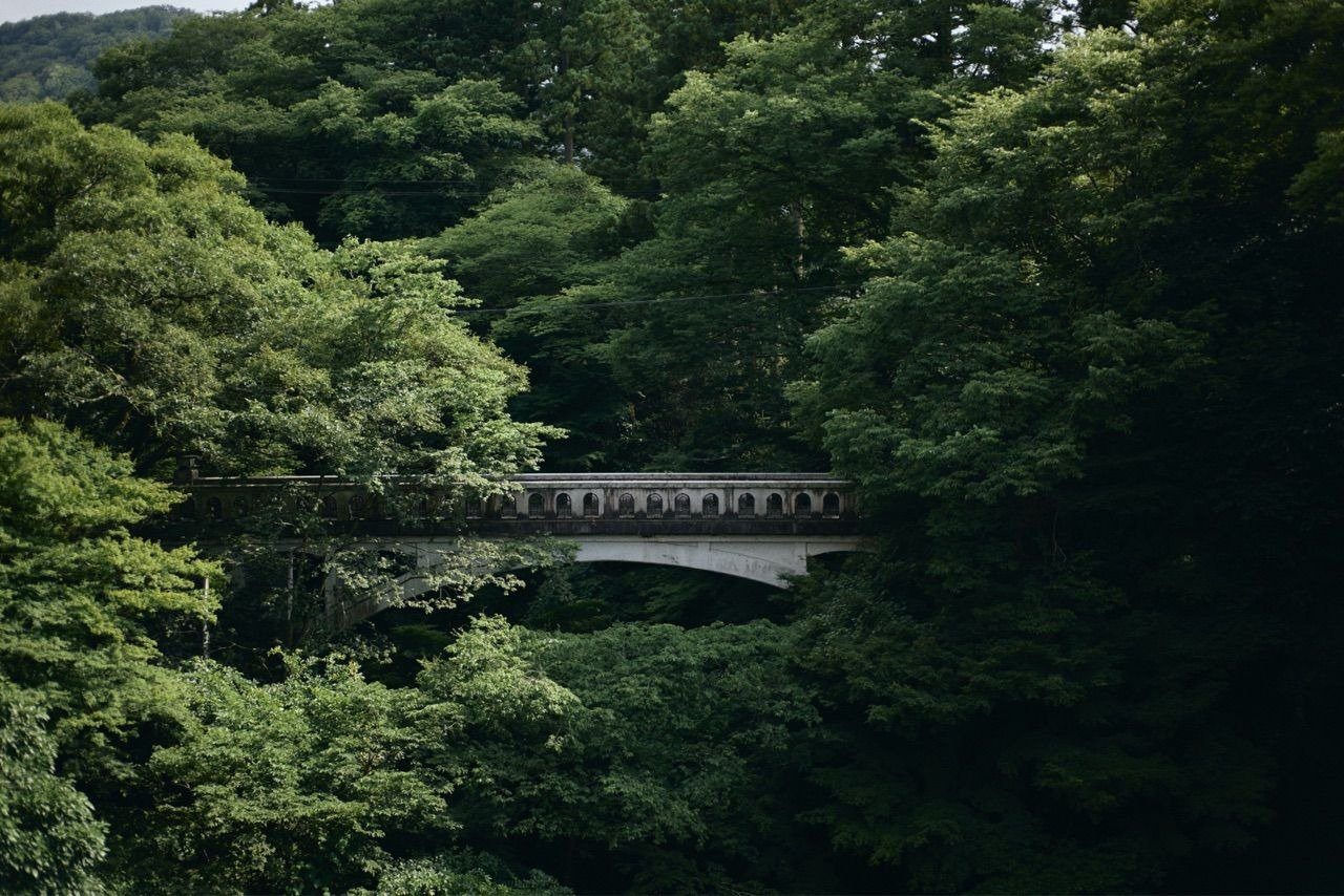 山中溫泉 花紫