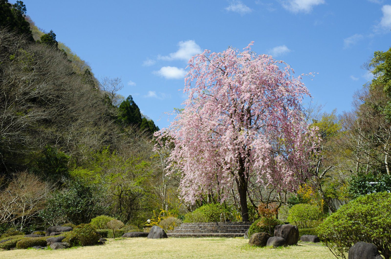 吉奈溫泉 東府や Resort & Spa-Izu 庭園的枝垂櫻